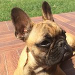 Daniel Bile - @daniel_bile59 - Instagram