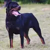 Rottieblack - @danielbillington8 - TikTok