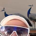 Daniel Binggeli - @binggeli31 - Instagram