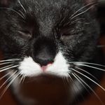 Daniel Bissell - @bisselldaniel - Instagram