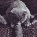 Daniel Kahne Bivins - @rosheman_16 - Instagram