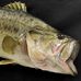 Daniel Blackstone Fish Taxidermy Studio - Facebook