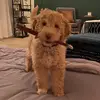 Daniel Blakeslee - @danandkoda - TikTok