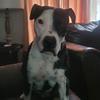 daniel blume - @i_love_cute_animals8 - TikTok