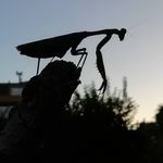 Daniel Bodner - @bodner_daniel - Instagram