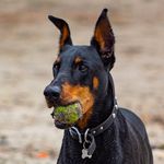 Daniel Bogar - @daniel_bogar_ - Instagram