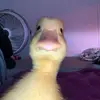 Daniel Bohn - @daniel.bohn - TikTok