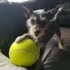 Dan Boileau870 - @dixiecupboileau - TikTok