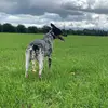 Daniel Boileau - @daniel.boileau - TikTok