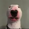 Daniel Bolinger - @dawson1760 - TikTok