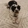 danielboll86 - @danielboll86 - TikTok