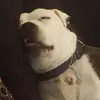 Daniel Bowles - @daniel.bowles7 - TikTok