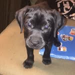Daniel Bowling - @daniel_bowling628 - Instagram