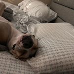 Daniel Boylan - @boylan9267 - Instagram