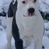 Zeus the staffy - @danielboylan800 - TikTok