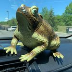 Daniel Boynton - @toads_of_fun - Instagram
