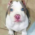 Daniel Boyzo - @jdanielbr71 - Instagram