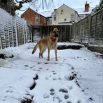 Daniel Braithwaite - @afro_man_dan - Instagram
