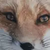 DANIEL9732 - @danielbrander4532 - TikTok
