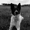 danielbrandl101 - @danielbrandl101 - TikTok
