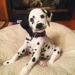 Daniel Brantley - @follow_blue_now - Instagram