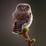 Daniel Brehmer - @hq_birdphotos - Instagram