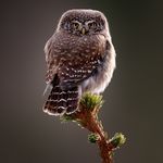 Daniel Brehmer - @selected_birdpics - Instagram