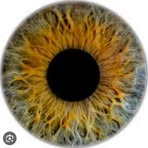 Daniël Bresler - Facebook