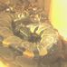 Daniel Briere - Facebook