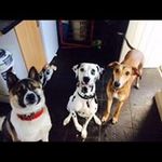 daniel - @danielbrindley1306 - Instagram