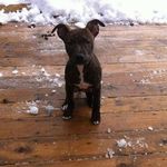 Daniel Brisson - @brisson8025 - Instagram