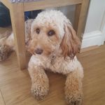 Daniel Brockhurst - @danbro1 - Instagram