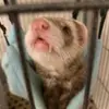 danielle - @danielle_brodeur - TikTok