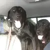 danielbromley480 - @dan04151 - TikTok