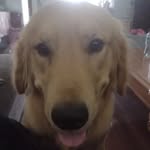 Daniel Browning - @mrbrownie_thefirst - Instagram
