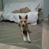 danielbrumaalexia - @danielbrumaalecia - TikTok