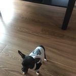Daniel Brunelle - @aigl2023 - Instagram