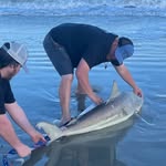 Daniel Brush - @cscsharks - Instagram