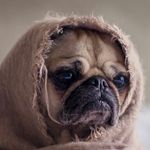 Daniel Brzeziński - @_best_pug - Instagram