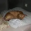 danielbucek655 - @danielbucek655 - TikTok