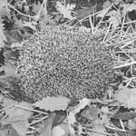 daniel buchner - @hummel999888 - Instagram
