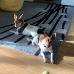 Daniel Budge - @rescue_ratdogs - Instagram