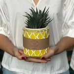 Daniel Budiman - @laksmipots_catalog - Instagram