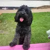 Daniel Bullen - @danielbullen1 - TikTok