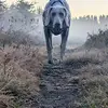 Daniel Bushey - @daniel.bushey - TikTok