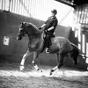Daniel Buxton - @daniel.buxton.dressage - TikTok
