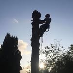 Daniel Cameron - @dctreespecialists - Instagram