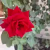 Daniela Caminiti - @daniela.caminiti - TikTok