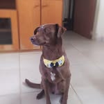 Daniel Canela - @canela_batatais - Instagram