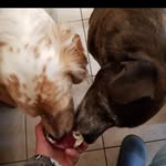 Daniela Canziani - @canzianidaniela - Instagram